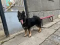 Немска овчарка мъжки, снимка 14