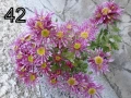 Разсад хризантеми 2, снимка 1
