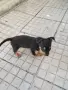 Продавам мини пинчер , снимка 2