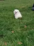 ДОМАШЕН ЛЮБЕМЕЦ , снимка 2