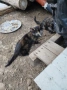 Подарявам две женски котенца , снимка 3