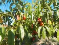 Продавам праскови , снимка 3