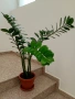 Замиокулкас ZZ Plant, снимка 4