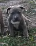 ТОП !!! Американско Були Хл American BULLY Xl ABKC, снимка 8