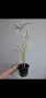 Водна палма, циперус, Cyperus alternifolius variegata, снимка 6