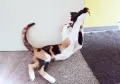 Подарявам малко котенце/ Kleine Katze zu verschenken, снимка 7
