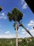 Рязане и кастрене на дървета с автовишка, снимка 16