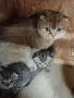 шотландска златна , снимка 3