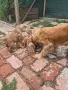 Малки кучета Кокер Шпаньол , снимка 2