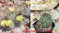 Градински студоустойчиви кактуси, снимка 7