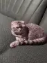 Британски / шотландски котенца , снимка 9