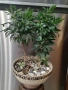 Дизиготека - Dizygotheca elegantissima, снимка 3