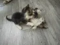 подарявам малки котенца, снимка 5