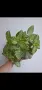 Еписция, episcia Silver sheen, снимка 2