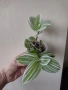 Традесканция, tradescantia albiflora Giant, снимка 3