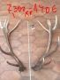 рога от благороден елен , снимка 2