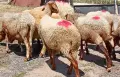 овце и коч аваси , снимка 4