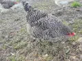 Пет красавици на 10 месеца си търсят нов дом!, снимка 3