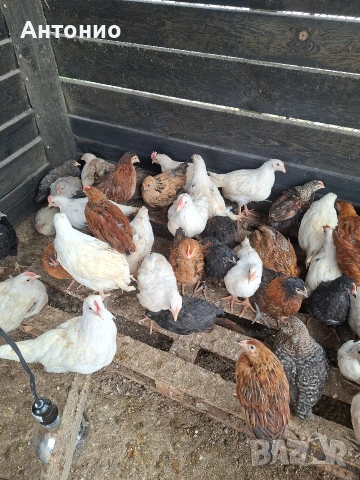 ПЕТЛЕТА продавам. 