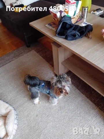 Мъжки Бивър Йоркширски Териер търси женска за разплод, снимка 3 - Други - 54235089