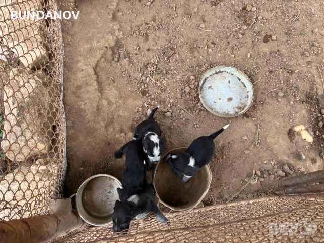 ловни кученца между дратхаар и барак, снимка 3 - Други животни - 54959516