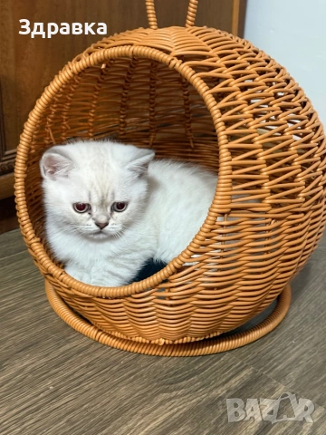 Сребърна чинчила  бебета, снимка 5 - Британска късокосместа - 52573303