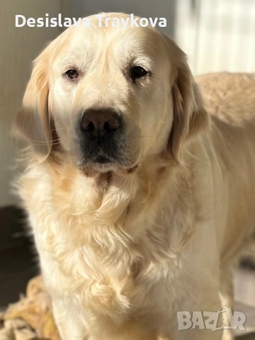 Подарява се Голдън ретривър, снимка 6 - Голдън ретривър - 54211942