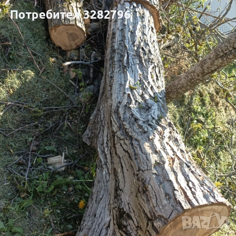Продавам труп орехов, снимка 3 - Дърводелски услуги - 54783038