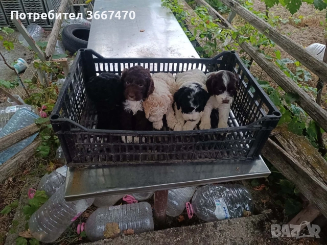 Лагото на 45 дена, снимка 3 - Други - 55225732
