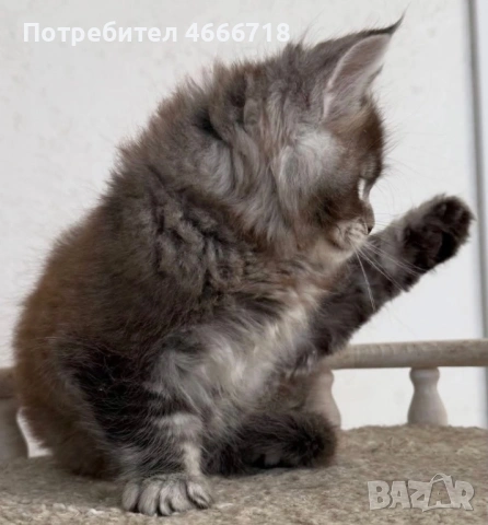 Мейн куун момче, снимка 2 - Мейн кун - 52629083