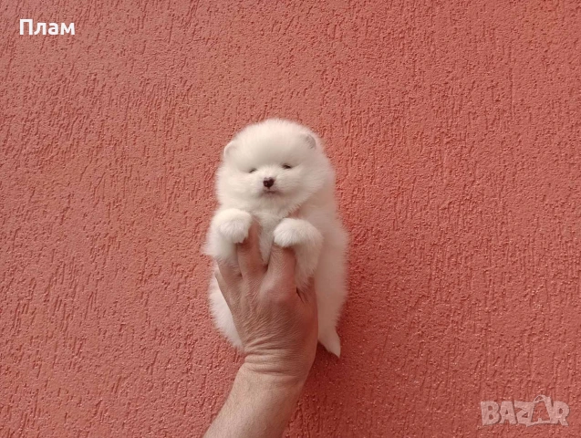 Бели и кремави Померани., снимка 9 - Померан - 54058735