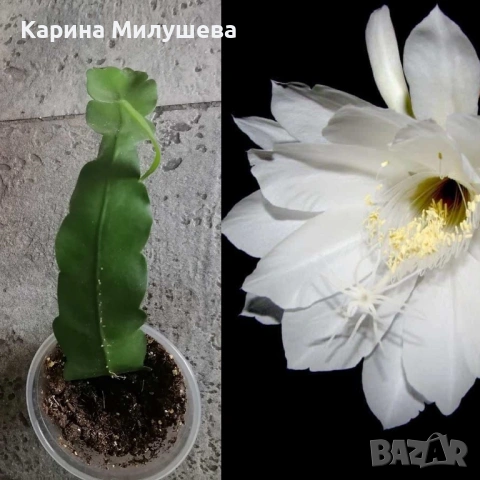 Продавам различни цветя, снимка 4 - Стайни растения - 19367768