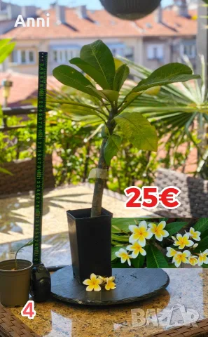🌸 Плумерия (Frangipani) – Изберете си растение 🌸, снимка 4 - Градински цветя и растения - 55526267