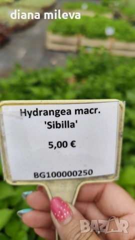 Хортензия Сибила, Hydrangea macrophylla Sibilla за сянка!!, снимка 7 - Градински цветя и растения - 54722792