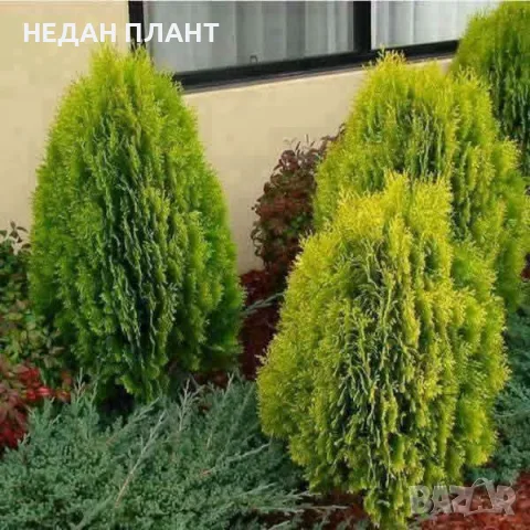 Туя " Ауреа Нана" 