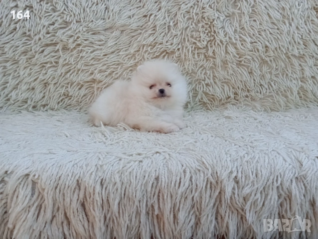 Мини Померан , снимка 4 - Померан - 54126695