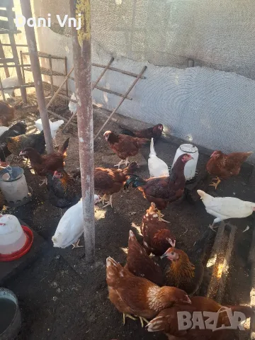 Продавам млади кокошки