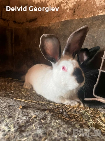 Зайци 4 месечни
