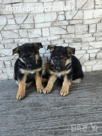 Немски овчарки , снимка 8 - Немска овчарка - 40188254
