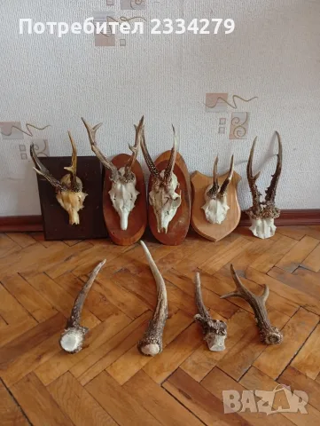 Рога от саръндаци и зъби от диво прасе, 70-80те години, снимка 3 - Колекции - 52583206