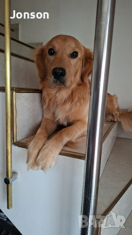 Голдън на 2г си търси партнъорка