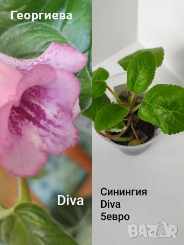 синингия, снимка 2 - Стайни растения - 54716797