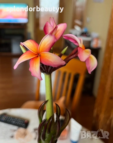Плумерия (Frangipani) – Хавайско цвете, снимка 9 - Стайни растения - 54999376