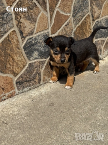 Мини пинчер 