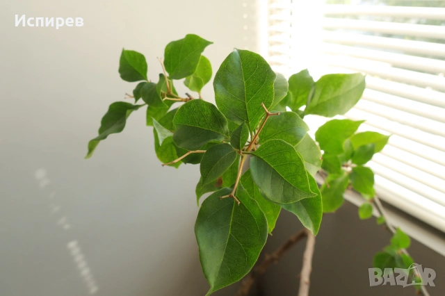Бугенвилея, Bougainvillea spectabilis, 4-год. фиданка, снимка 3 - Стайни растения - 54919237