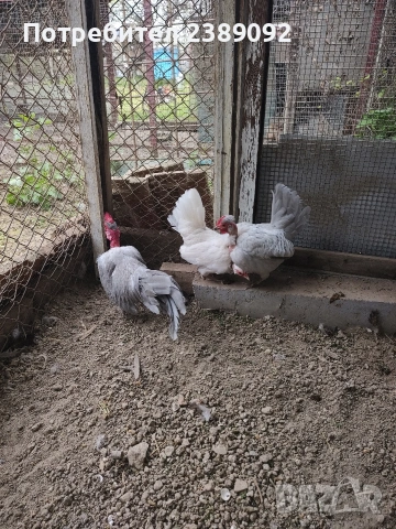 Голошийки бантам , снимка 6 - други­ - 54170161