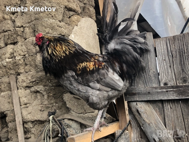 Домашни Петли, Кокошки, 8-18 месеца ., снимка 7 - Кокошки и пуйки - 53897169