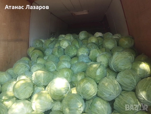 Продавам Ранно Зеле-Конкърър