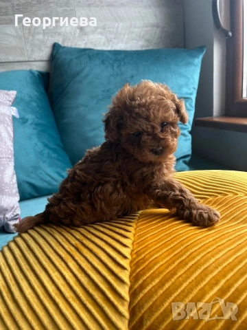 Пудел той / мини пудел, снимка 2 - Пудели - 54007093