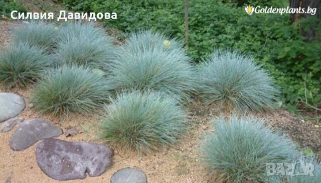 Фестука , снимка 3 - Градински цветя и растения - 53691559